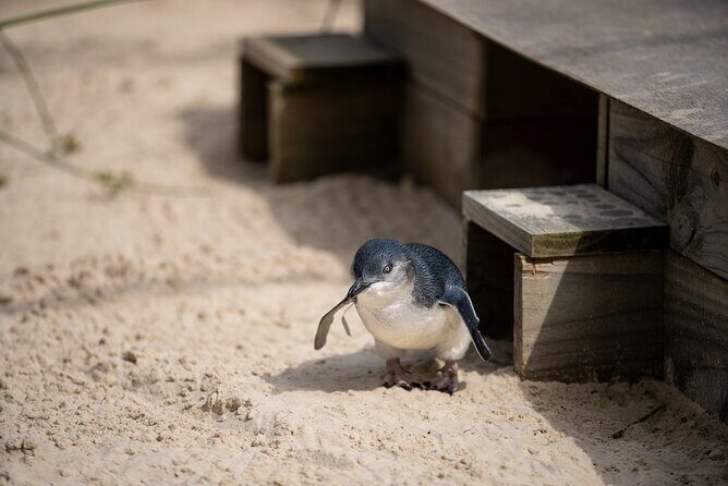 Phillip Island Penguins and Moonlit Sanctuary Private Day Tour - Final Thoughts