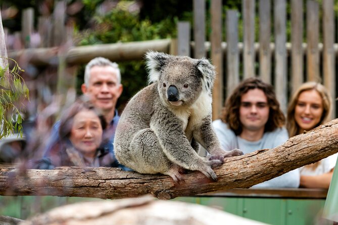 Phillip Island Penguins and Wildlife Day Tour From Melbourne  - Mornington Peninsula - Moonlit Sanctuary Visit