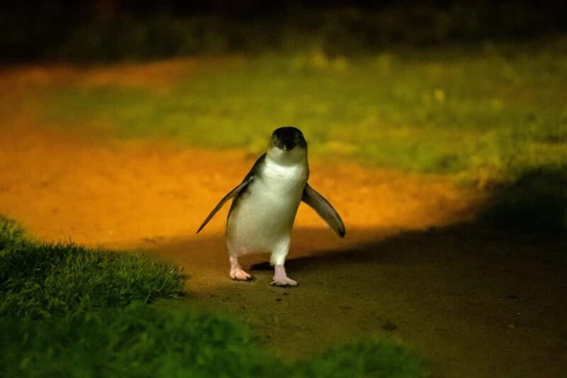 Phillip Island: Penguins and Wildlife Full-Day Tour - Good To Know
