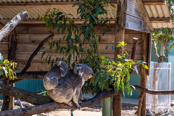 Phillip Island, Penguins, Koalas & Wildlife Tour - From Melbourne - Tour Highlights