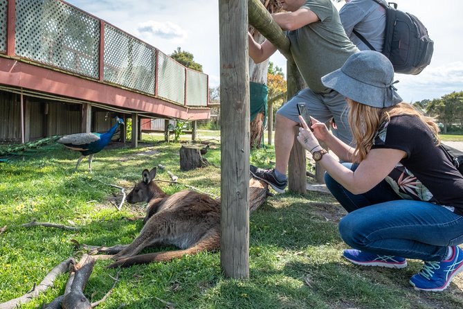Phillip Island, Penguins, Koalas & Wildlife Tour - From Melbourne - Cancellation Policy