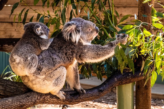 Phillip Island, Penguins, Koalas & Wildlife Tour - From Melbourne - Reviews and Ratings