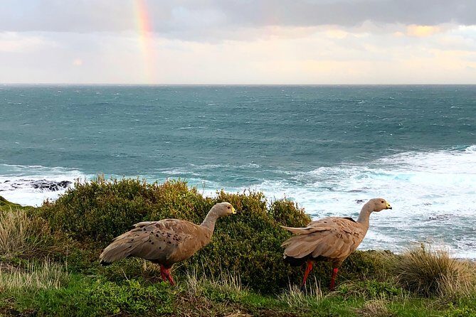 Phillip Island Penguins Private Adventure - Who Will Love This Tour?