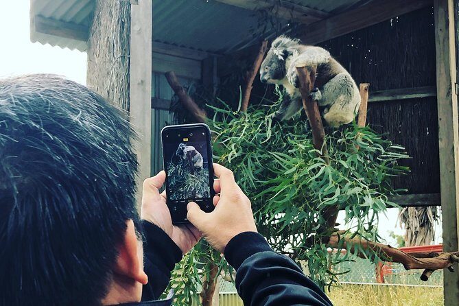 Phillip Island Penguins Private Adventure - The Sum Up