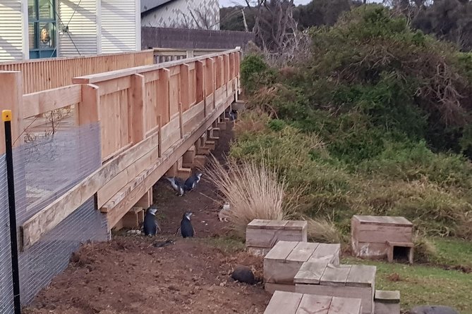 Phillip Island Private Experience - Pricing and Reservation