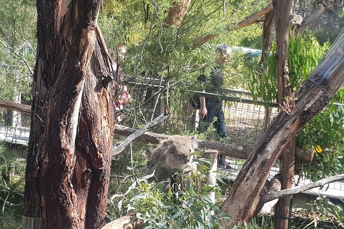 Phillip Island Private Experience - Traveler Photos