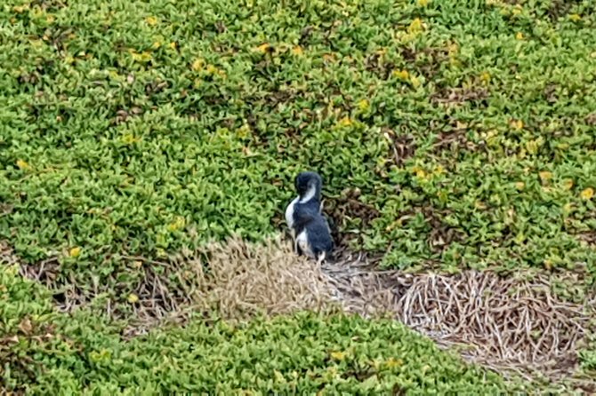 Phillip Island Private Experience - Common Questions