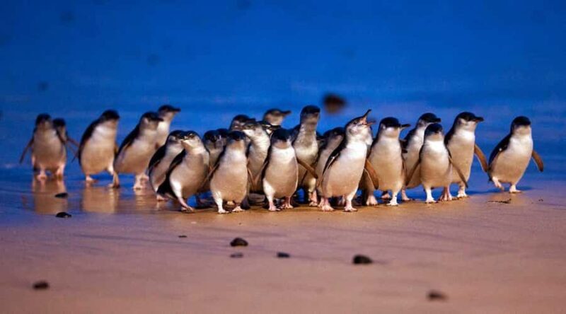 Phillip Island: Private Tour with Penguin Parade - An In-Depth Look at the Tour Itinerary