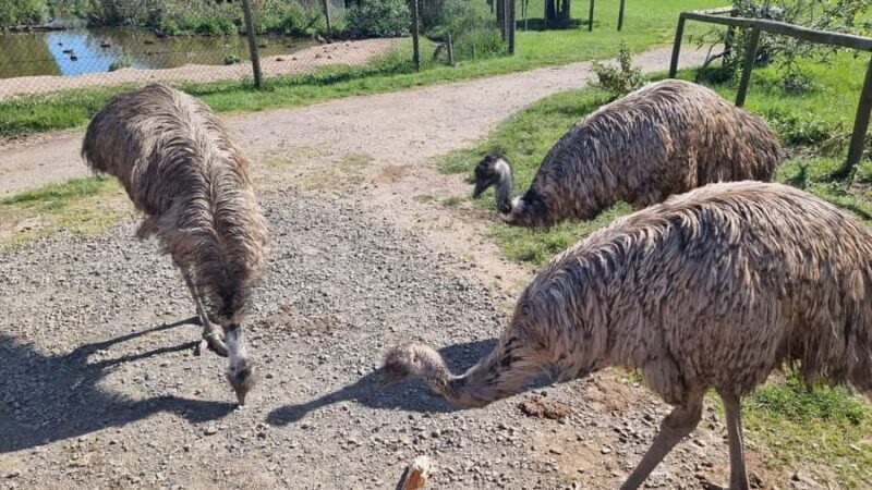 Phillip Island: Private Tour with Penguin Parade - Who Will Love This Tour?