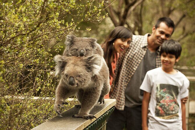 Phillip Island Tour - Koala's, Wallabies & Little Penguins. - Good To Know