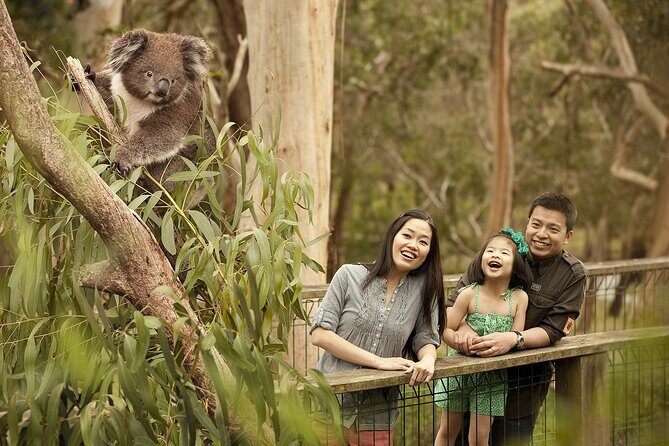 Phillip Island Tour - Koala's, Wallabies & Little Penguins. - An In-Depth Look at the Phillip Island Experience
