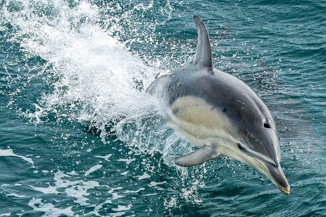 Phillip Island Whale & Dolphin Watching Cruise: San Remo  - Mornington Peninsula - Inclusions and Meeting Details
