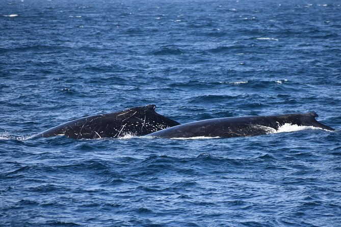 Phillip Island Whale & Dolphin Watching Cruise: San Remo  - Mornington Peninsula - Cancellation Policy