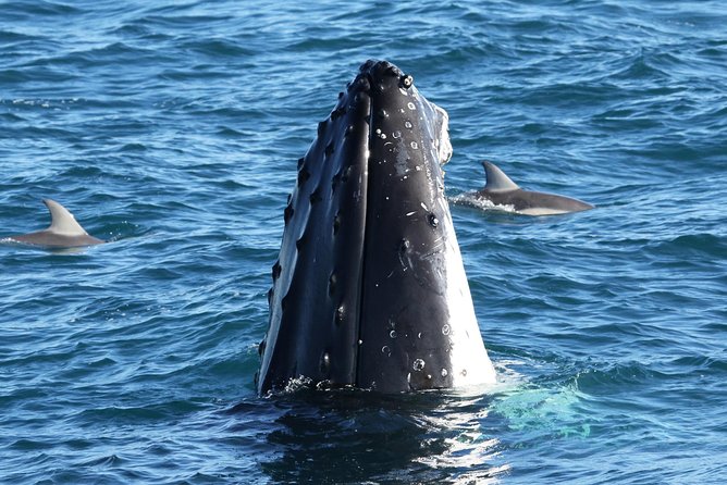 Phillip Island Whale & Dolphin Watching Cruise: San Remo  - Mornington Peninsula - Reviews and Questions