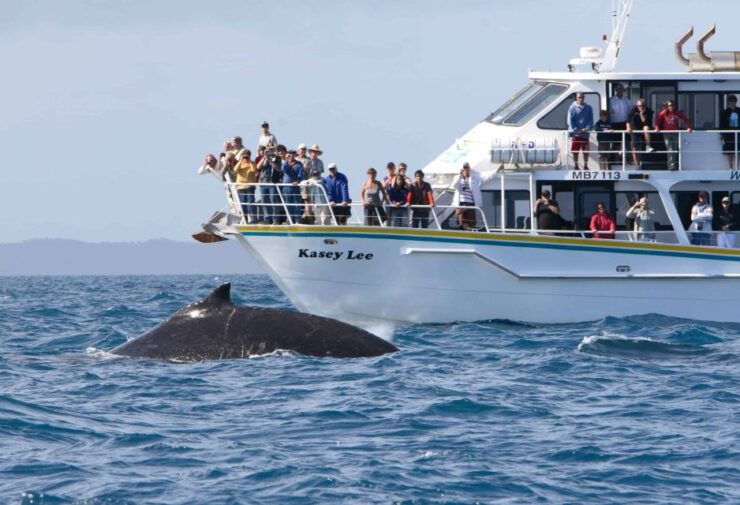 Phillip Island: Whale Watching Boat Tour - Tour Details