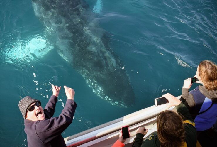 Phillip Island: Whale Watching Boat Tour - Experience Highlights