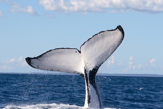 Phillip Island Whale Watching Tour - Tour Overview and Details