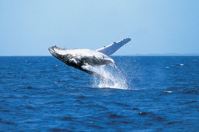 Phillip Island Whale Watching Tour - Traveler Photos and Reviews