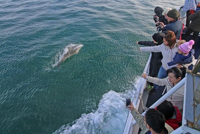 Phillip Island Whale Watching Tour - Notable Points