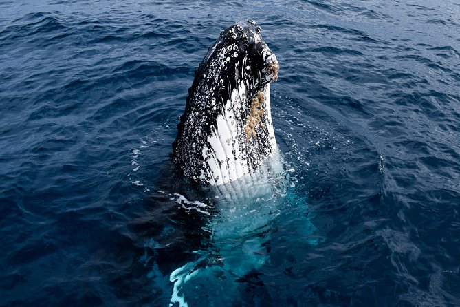 Phillip Island Whale Watching Tour - Common Questions