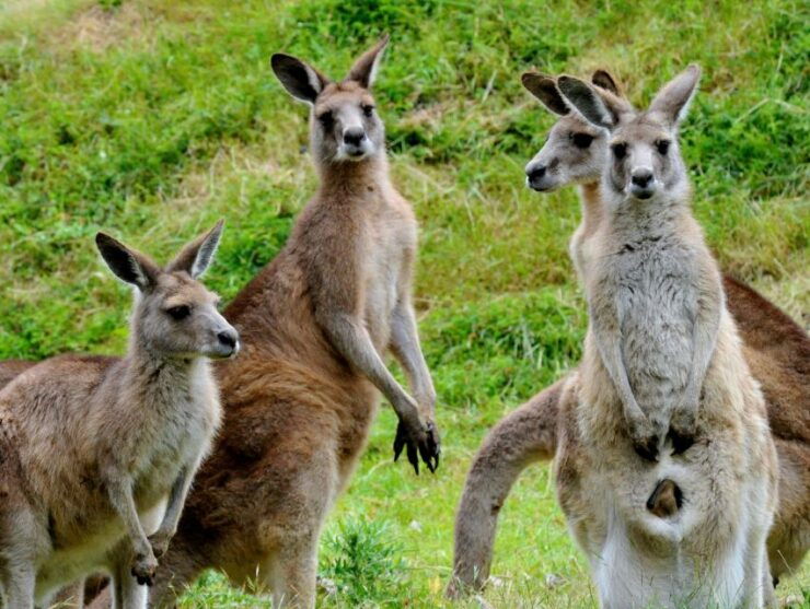 Phillip Island Wildlife & Brighton Beach Boxes Private Tour - Experience Highlights