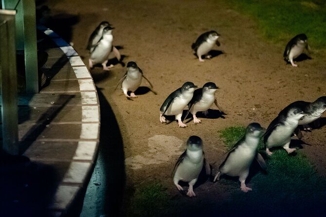 Phillip Island Wildlife Cruise and Penguin Tour from Melbourne - Transportation and Group Size: Why It Matters