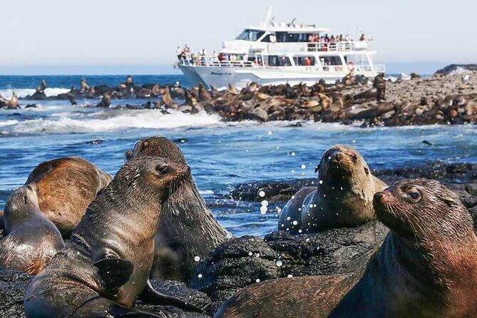 Phillip Island Wildlife Cruise and Penguin Tour from Melbourne - Value for Money: Is It Worth $118.35?