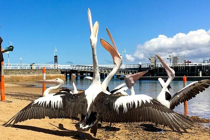 Phillip Island Wildlife Cruise and Penguin Tour from Melbourne - The Experience through Reviewers’ Eyes