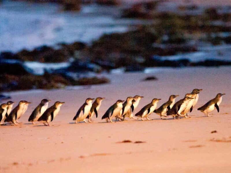 Phillip Island: Wine, Wildlife & Penguins with Gourmet Feast - Frequently Asked Questions