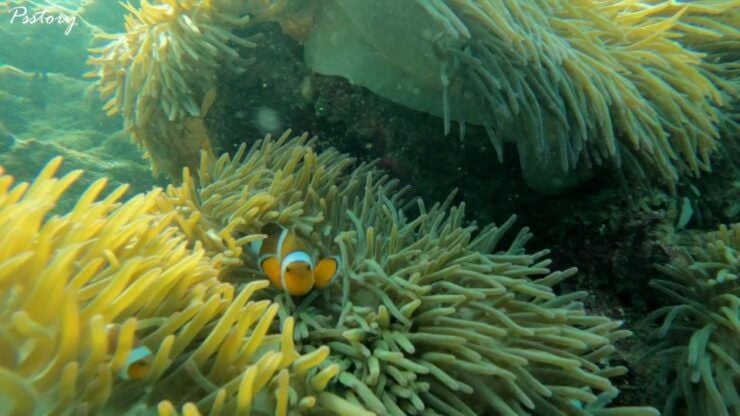 Phiphi Bamboo Island One Day Trip - Experience & Logistics