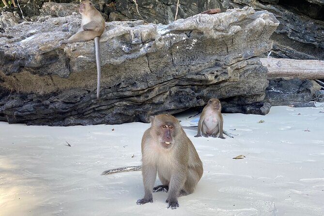 PhiPhi Maya Bay, Maiton island with Sunset by luxury Catamaran - Who Would Love This Tour?