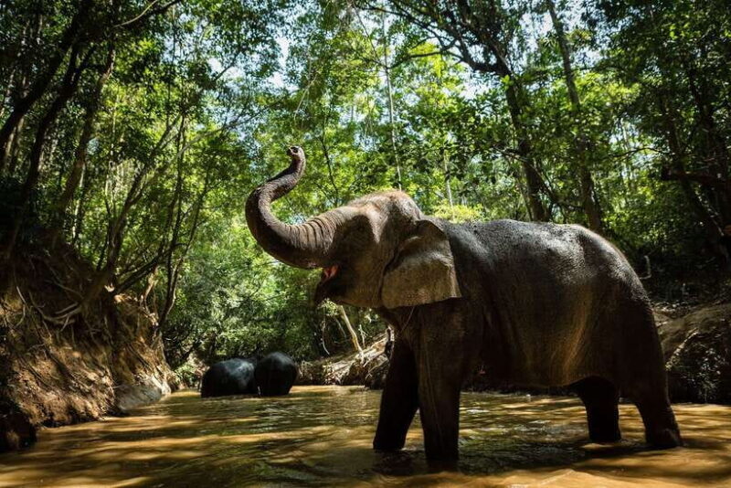 Phnom Kulen Park: Tour with Elephant Forest from Siem Reap - Who This Tour Is Best For