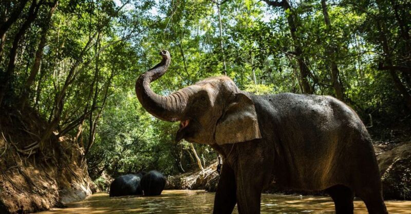 Phnom Kulen Park: Tour with Elephant Forest from Siem Reap - Meeting the Elephants at Kulen Elephant Forest