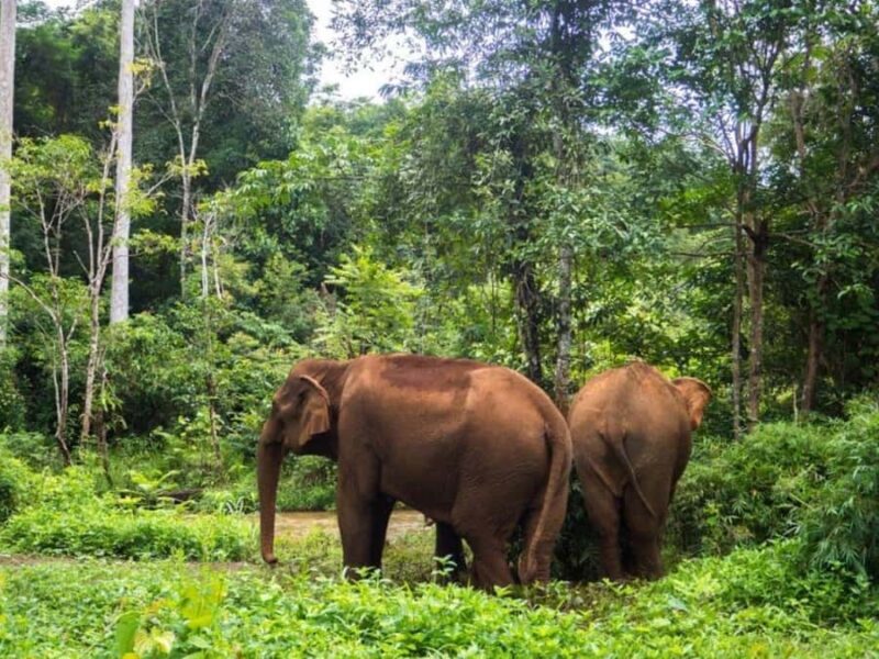 Phnom Penh: Battambang Day Trip with Bamboo Train Ride - The Sum Up