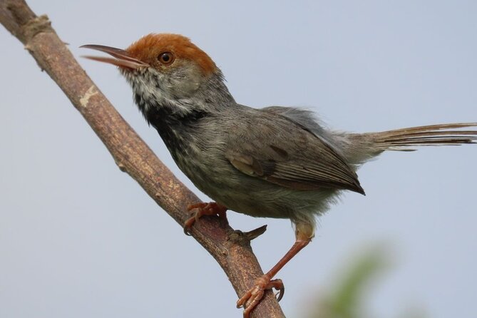Phnom Penh Birding Experience and Brunch - Good To Know