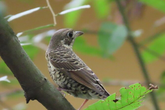 Phnom Penh Birding Experience and Brunch - Meeting and Pickup
