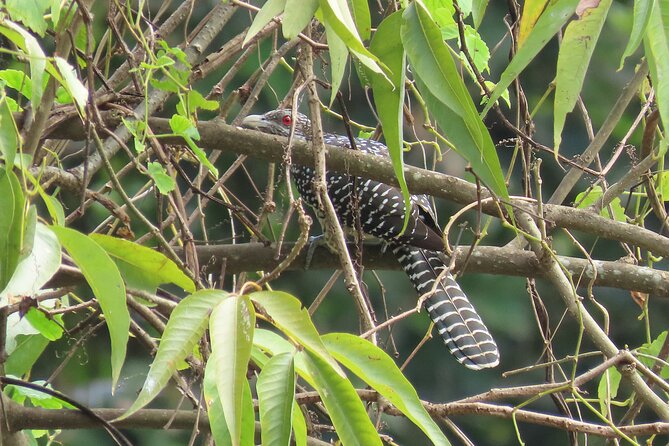 Phnom Penh Birding Experience and Brunch - Directions