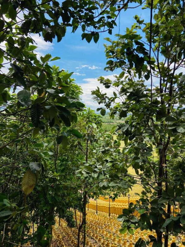 Phnom Penh: Buddha Kiri and Phnom Tamao Zoo Private Day Trip - Introduction to the Experience