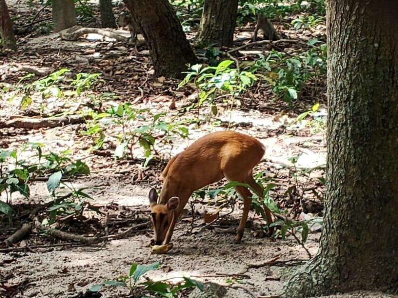 Phnom Penh: Buddha Kiri and Phnom Tamao Zoo Private Day Trip - Exploring Buddha Kiri: A Hillside of Thousands of Buddha Statues