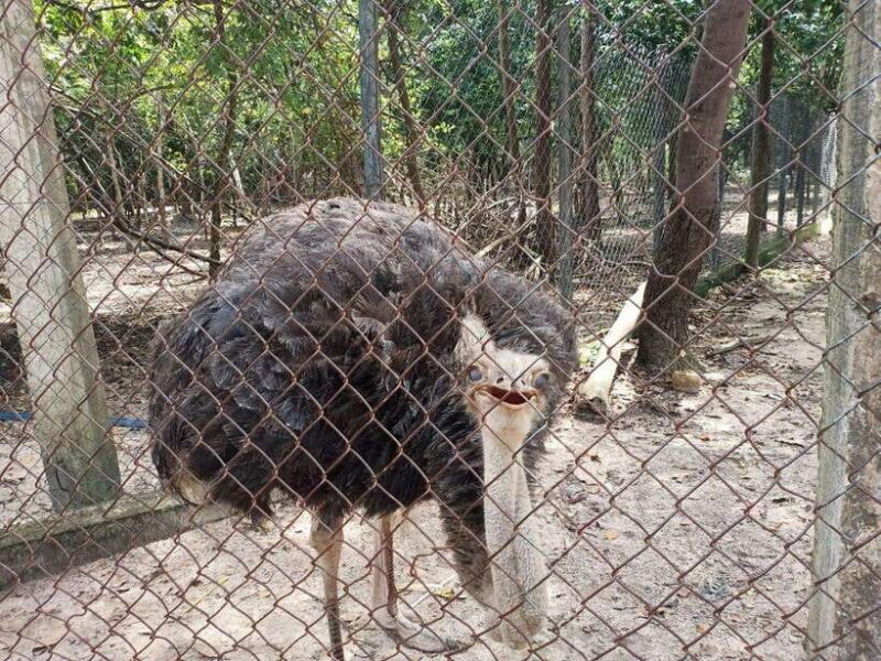 Phnom Penh: Buddha Kiri and Phnom Tamao Zoo Private Day Trip - Practical Tips for Making the Most of Your Day