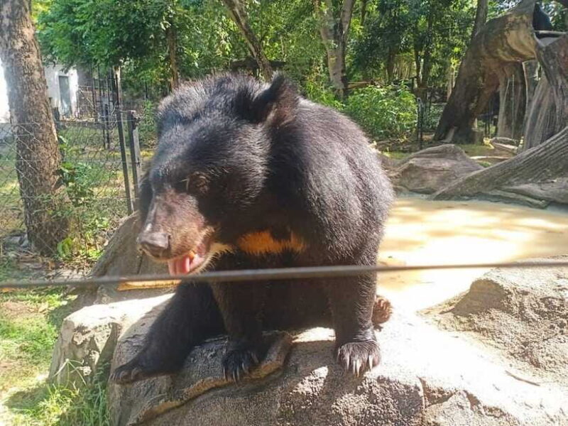 Phnom Penh: Buddha Kiri and Phnom Tamao Zoo Private Day Trip - FAQs