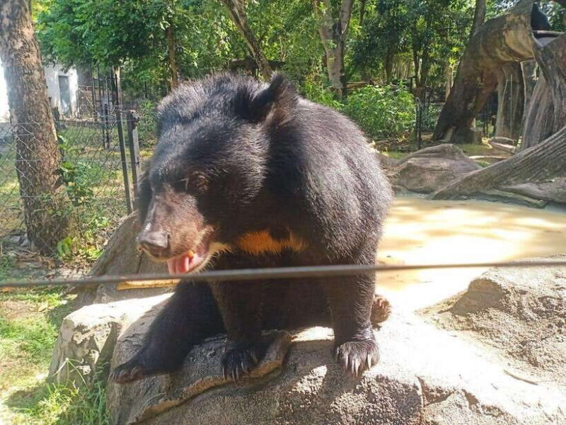 Phnom Penh: Buddha Kiri and Phnom Tamao Zoo Private Day Trip - An In-Depth Look at the Tour Experience