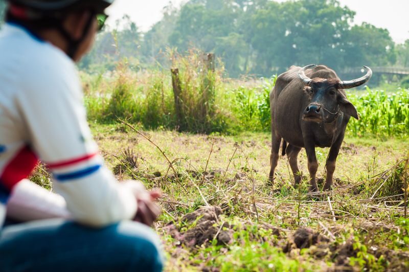 Phnom Penh: Countryside Bike Tour on the Silk Islands - Lunch and the return to Phnom Penh
