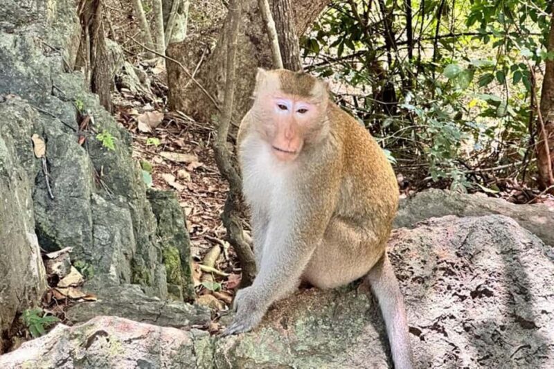 Phnom Penh: Oudong Mountain and Temples Guided Day Trip - Who Is This Tour Best For?