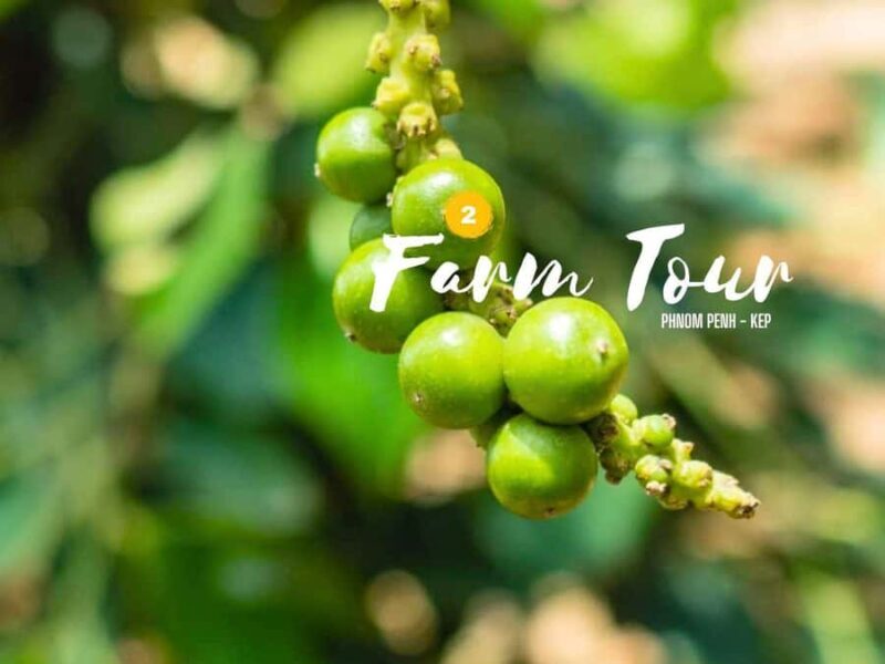 Phnom Penh to Kep Day Trip Scenic Train & Coastal Discovery - Good To Know