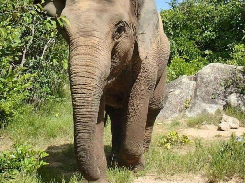 Phnom Tamao Wildlife Center & Buddha Kiri Cambodia Day Tour - The Sum Up: Is This Tour Right for You?