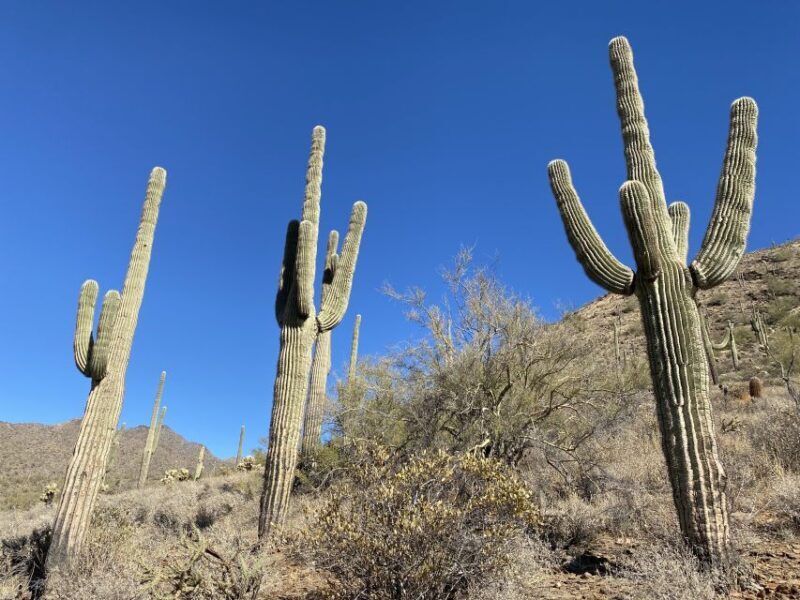 Phoenix: Amazing Two-Hour Guided Hike in the Sonoran Desert - FAQ