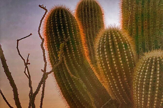 Phoenix Landmarks Tour Desert Botanical Garden - Frequently Asked Questions (FAQs)