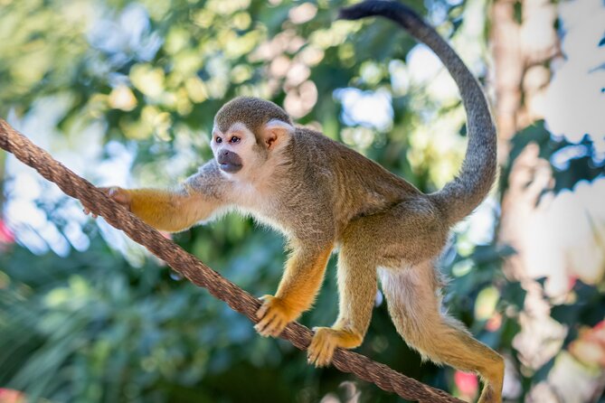 Phoenix Zoo Admission Ticket - Meeting and Pickup