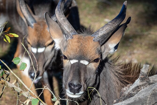 Phoenix Zoo Admission Ticket - Common Questions
